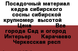 Посадочный материал кедра сибирского (сосны сибирской) крупномер, высотой 3-3.5  › Цена ­ 19 800 - Все города Сад и огород » Интерьер   . Карачаево-Черкесская респ.